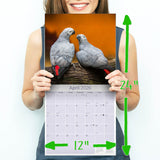 African Greys Wall Calendar 2026