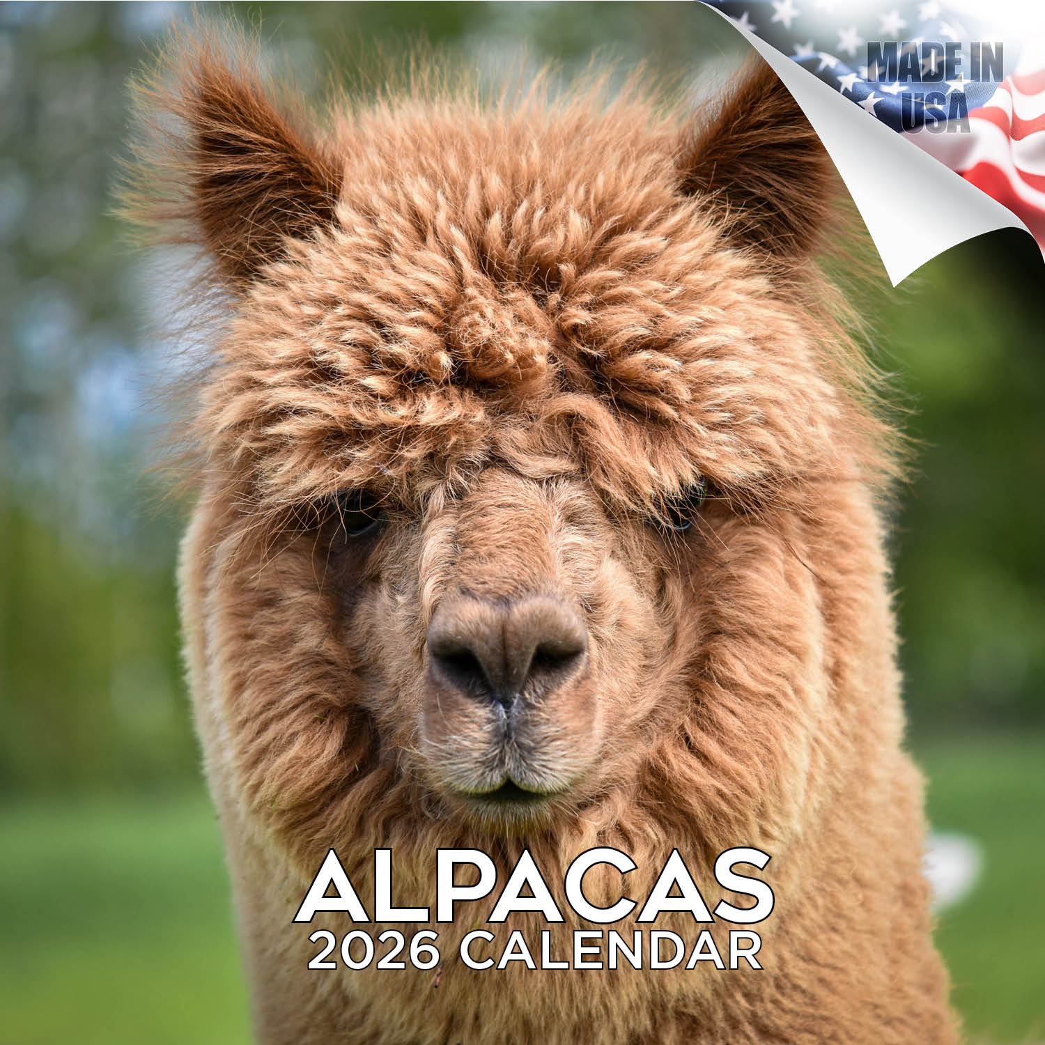 Alpacas Wall Calendar 2026
