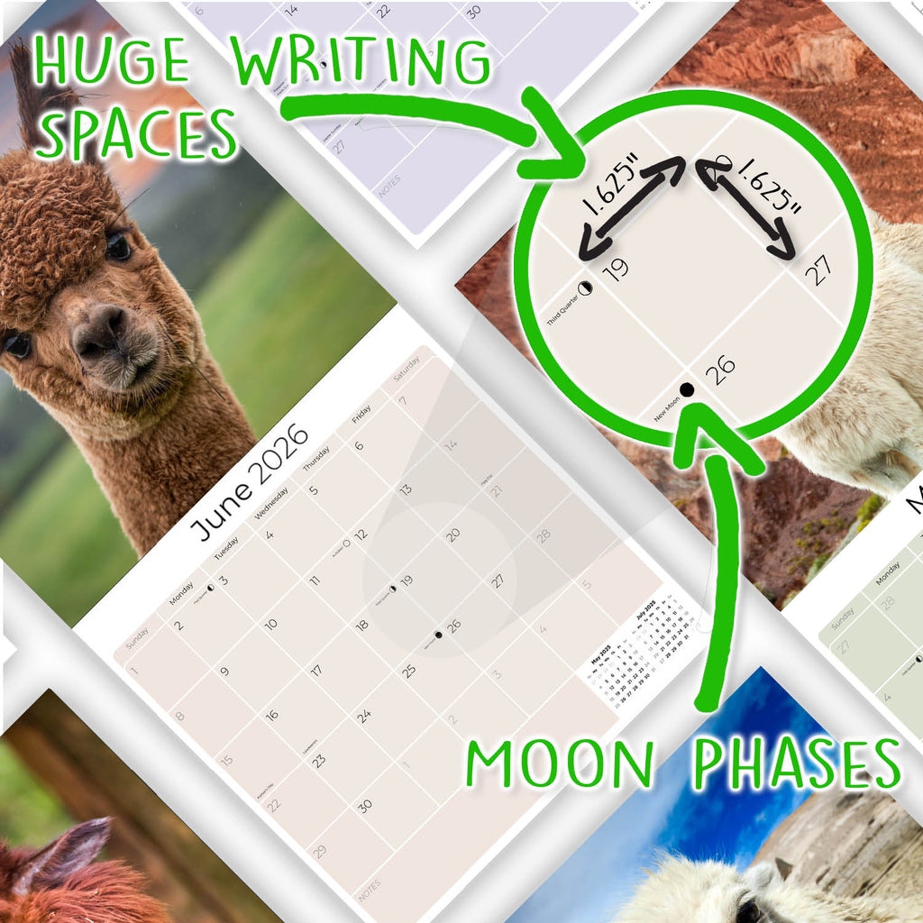Alpacas Wall Calendar 2026