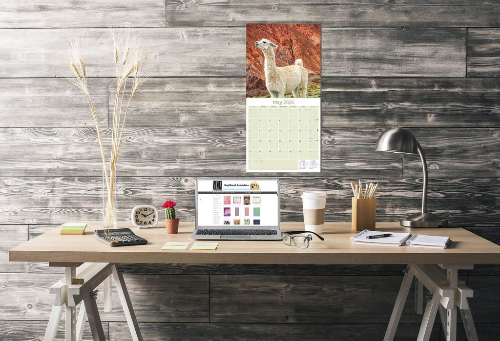 Alpacas Wall Calendar 2026