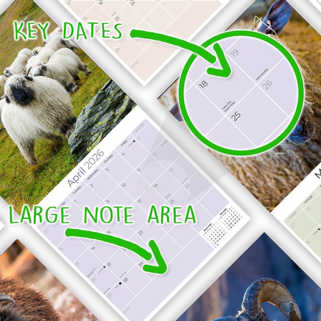Sheep Wall Calendar 2026