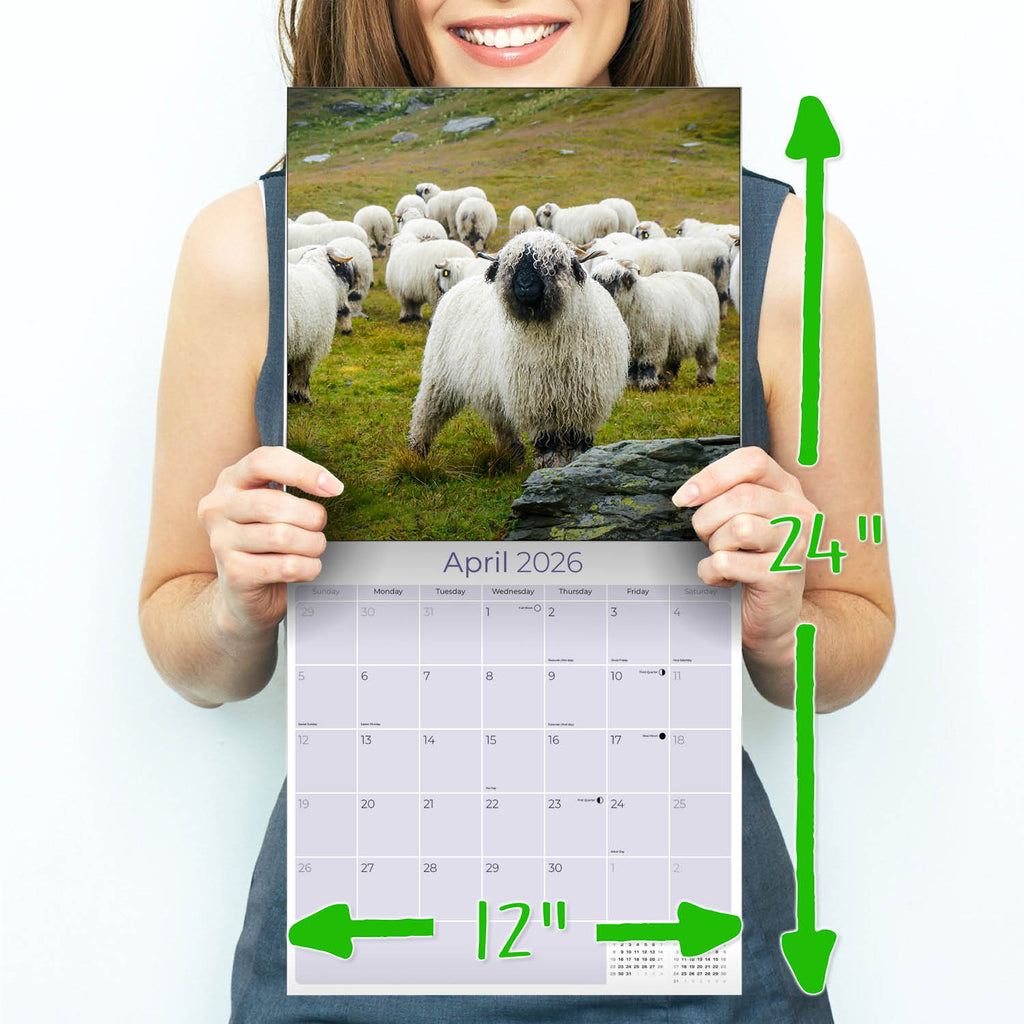 Sheep Wall Calendar 2026