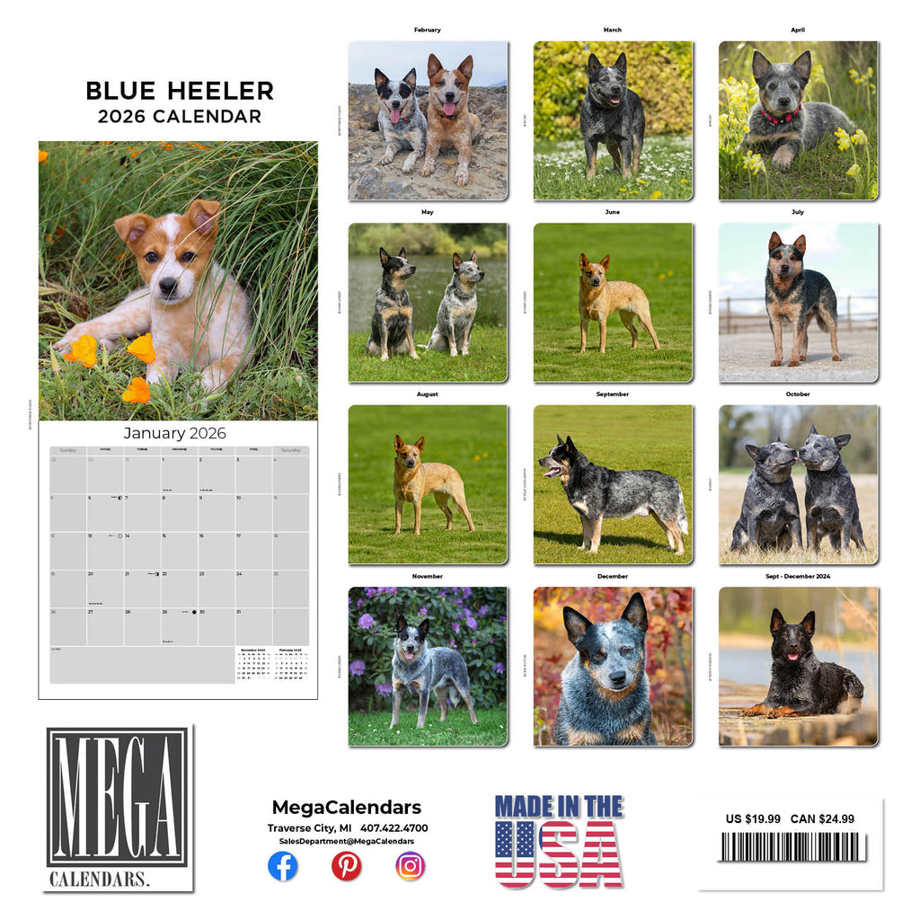 Blue Heeler Wall Calendar 2026