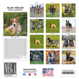 Blue Heeler Wall Calendar 2026