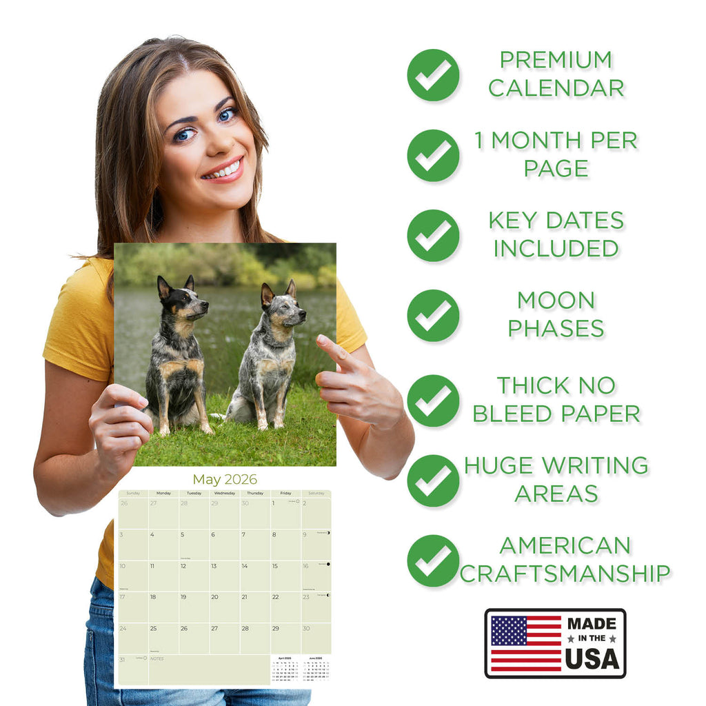 Blue Heeler Wall Calendar 2026