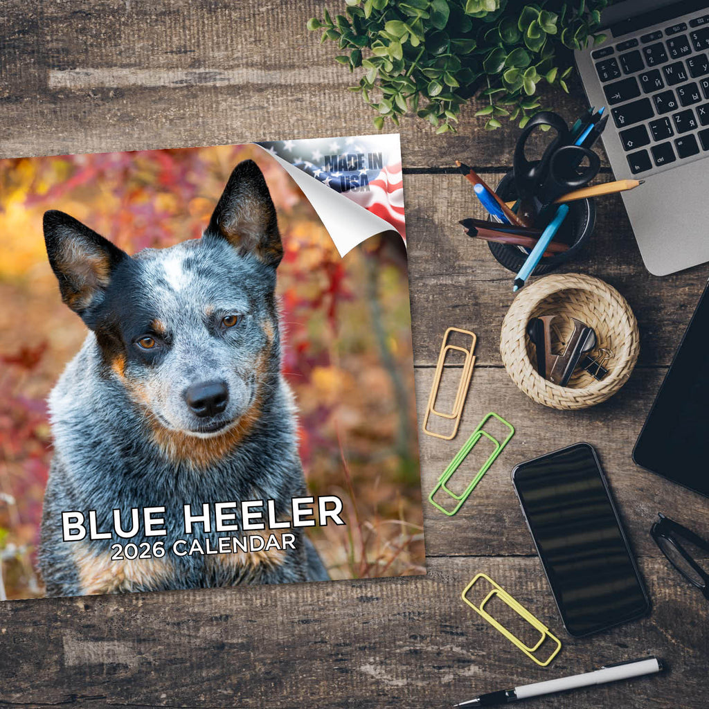Blue Heeler Wall Calendar 2026