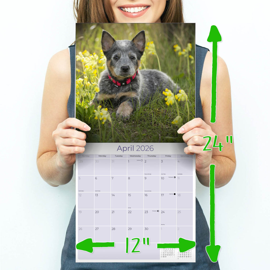Blue Heeler Wall Calendar 2026