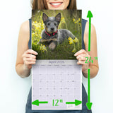 Blue Heeler Wall Calendar 2026