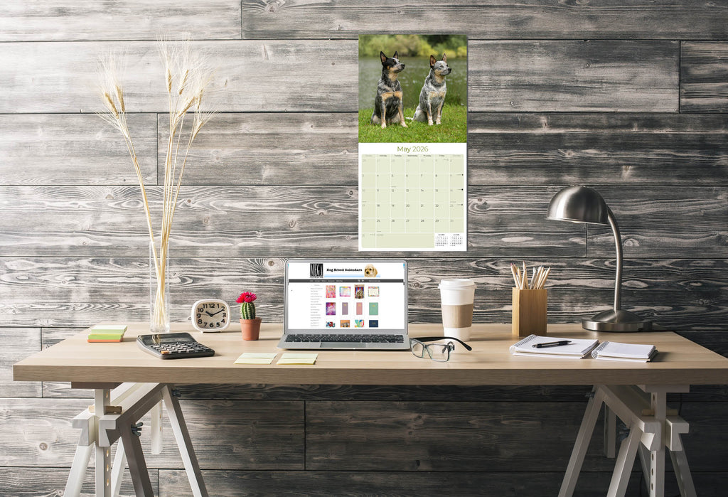 Blue Heeler Wall Calendar 2026