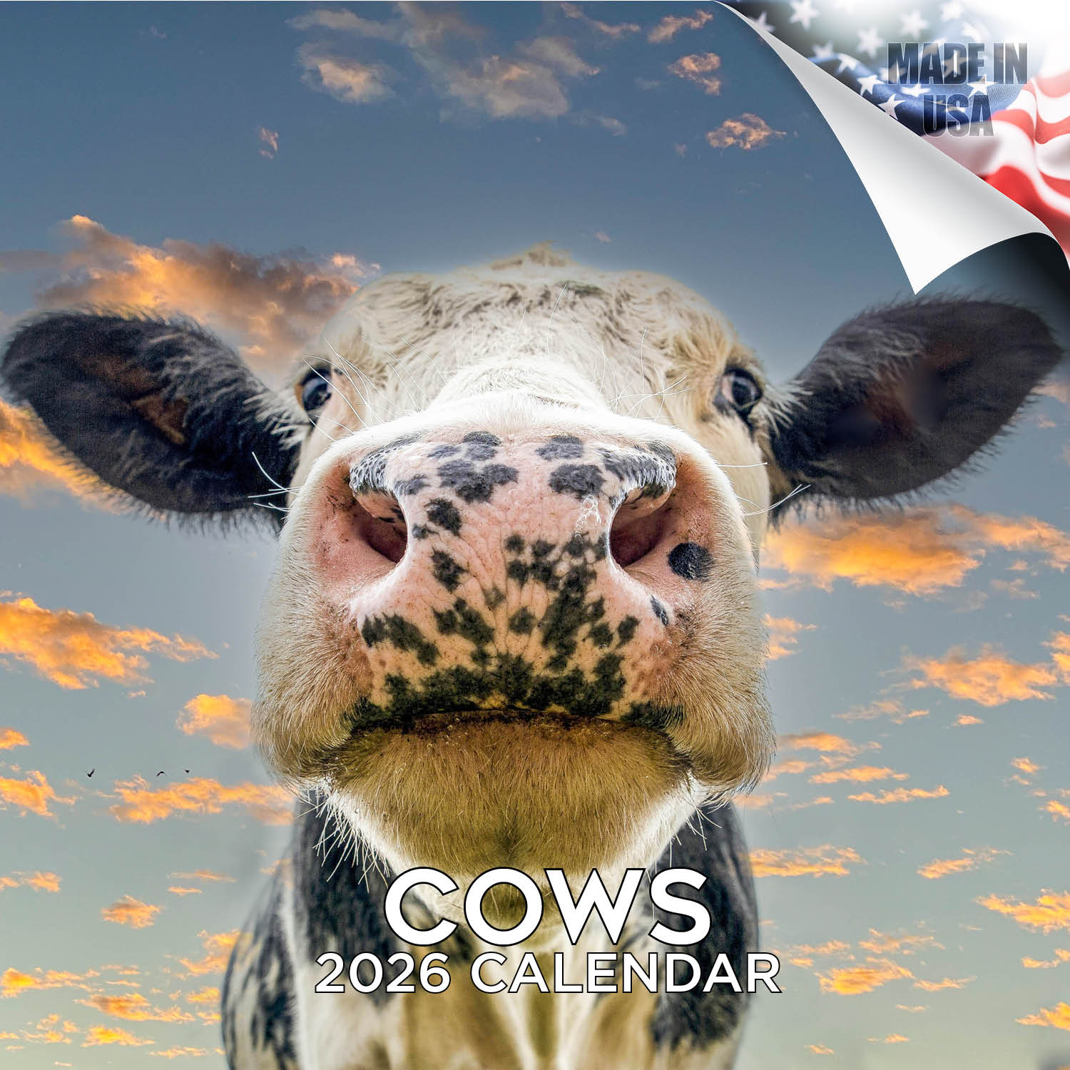 Cows Wall Calendar 2026