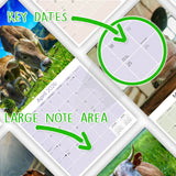 Cows Wall Calendar 2026