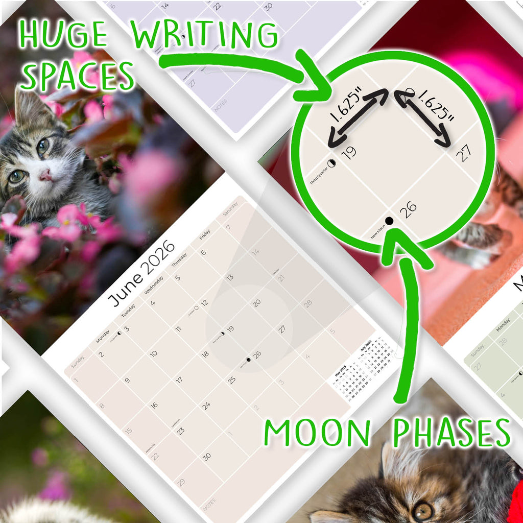 Kittens Wall Calendar 2026