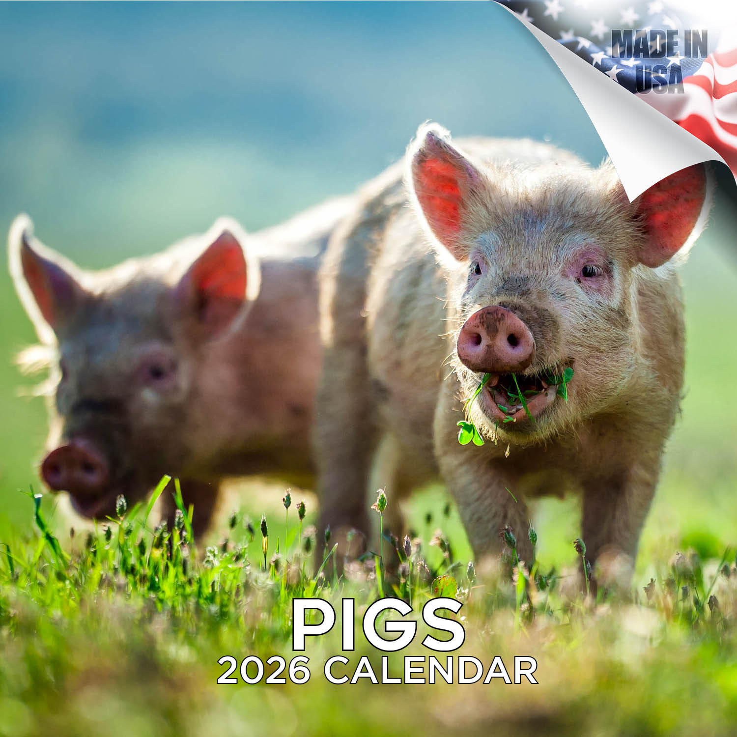 Pigs Wall Calendar 2026