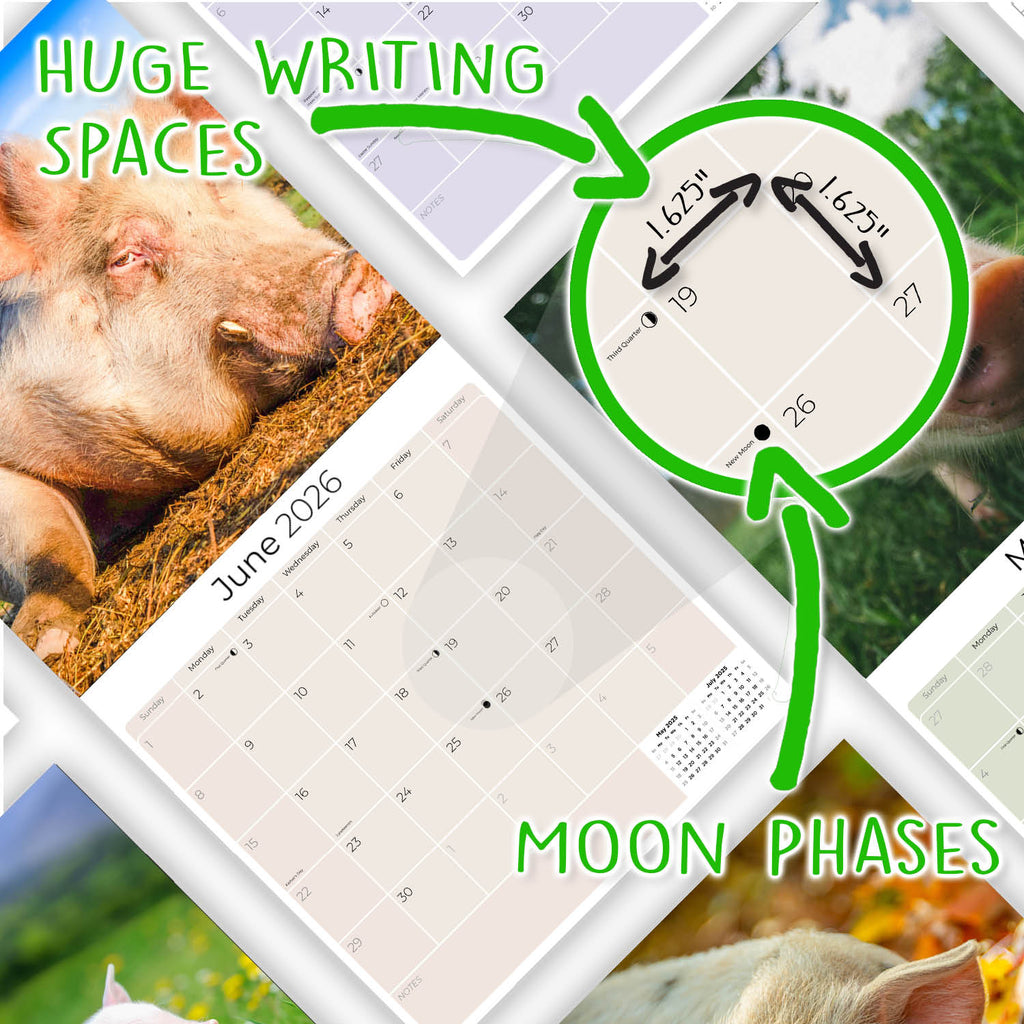 Pigs Wall Calendar 2026