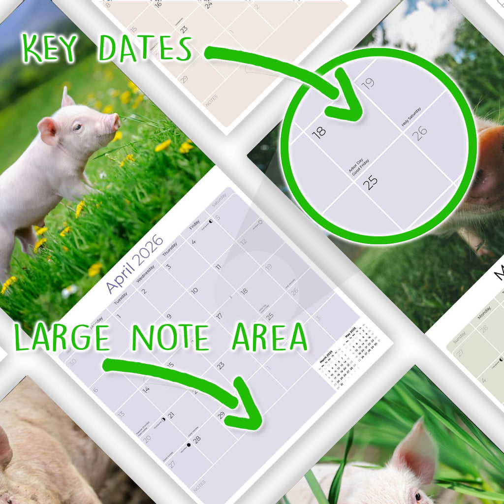 Pigs Wall Calendar 2026