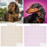 Longhaired Dachshund Wall Calendar 2027 - 12" x 12" Monthly Silky Low-Slung Hound & Elegant Badger Dog Calendar