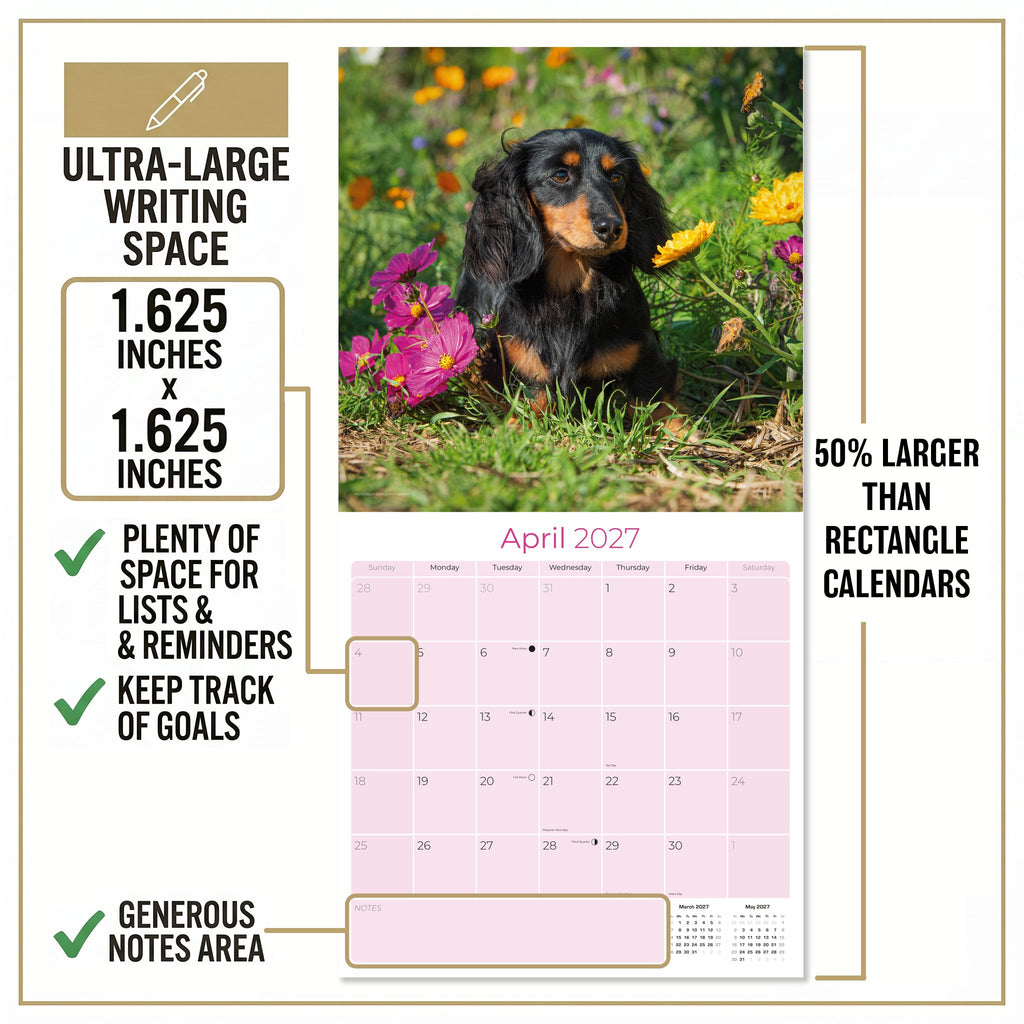 Longhaired Dachshund Wall Calendar 2027 - 12" x 12" Monthly Silky Low-Slung Hound & Elegant Badger Dog Calendar