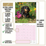 Longhaired Dachshund Wall Calendar 2027 - 12" x 12" Monthly Silky Low-Slung Hound & Elegant Badger Dog Calendar