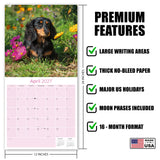 Longhaired Dachshund Wall Calendar 2027 - 12" x 12" Monthly Silky Low-Slung Hound & Elegant Badger Dog Calendar