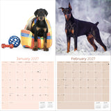 Doberman (US) Wall Calendar 2027 - 12" x 12" Monthly Sleek Guard Dog & Athletic Pinscher Breed Calendar