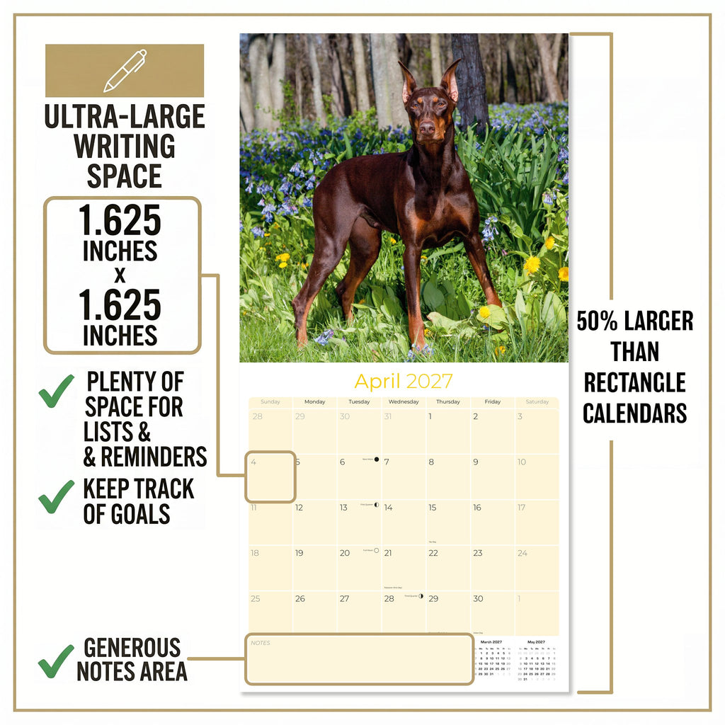 Doberman (US) Wall Calendar 2027 - 12" x 12" Monthly Sleek Guard Dog & Athletic Pinscher Breed Calendar
