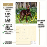 Doberman (US) Wall Calendar 2027 - 12" x 12" Monthly Sleek Guard Dog & Athletic Pinscher Breed Calendar