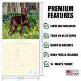 Doberman (US) Wall Calendar 2027 - 12" x 12" Monthly Sleek Guard Dog & Athletic Pinscher Breed Calendar