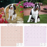 English Springer Spaniel (US) Wall Calendar 2027 - 12" x 12" Monthly Loyal American Springer Spaniel Gundog Breed Calendar