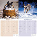 French Bulldog Wall Calendar 2027 - 12" x 12" Monthly Affectionate Frenchie & Bat-Eared Companion Dog Calendar