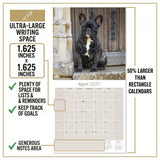 French Bulldog Wall Calendar 2027 - 12" x 12" Monthly Affectionate Frenchie & Bat-Eared Companion Dog Calendar