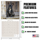 French Bulldog Wall Calendar 2027 - 12" x 12" Monthly Affectionate Frenchie & Bat-Eared Companion Dog Calendar