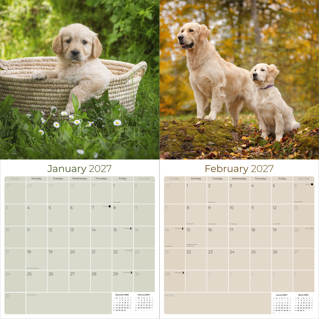 Golden Retriever Wall Calendar 2027 - 12" x 12" Monthly Friendly & Devoted Golden Lab Sporting Breed Calendar