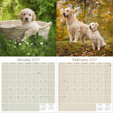 Golden Retriever Wall Calendar 2027 - 12" x 12" Monthly Friendly & Devoted Golden Lab Sporting Breed Calendar