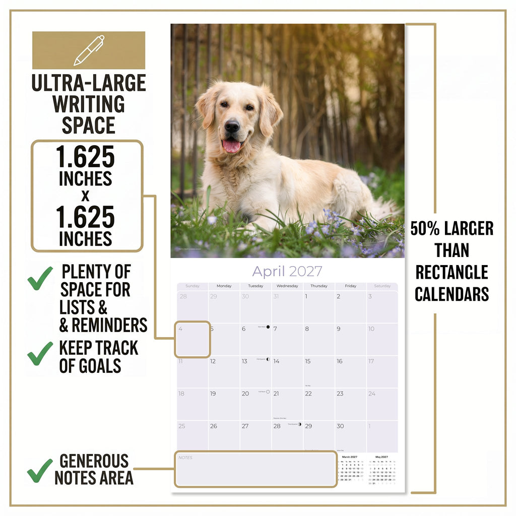 Golden Retriever Wall Calendar 2027 - 12" x 12" Monthly Friendly & Devoted Golden Lab Sporting Breed Calendar