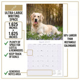 Golden Retriever Wall Calendar 2027 - 12" x 12" Monthly Friendly & Devoted Golden Lab Sporting Breed Calendar