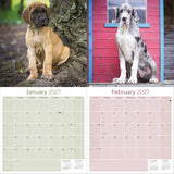 Great Dane Wall Calendar 2027 - 12" x 12" Monthly Noble Apollo of Dogs & Giant Dane Breed Calendar