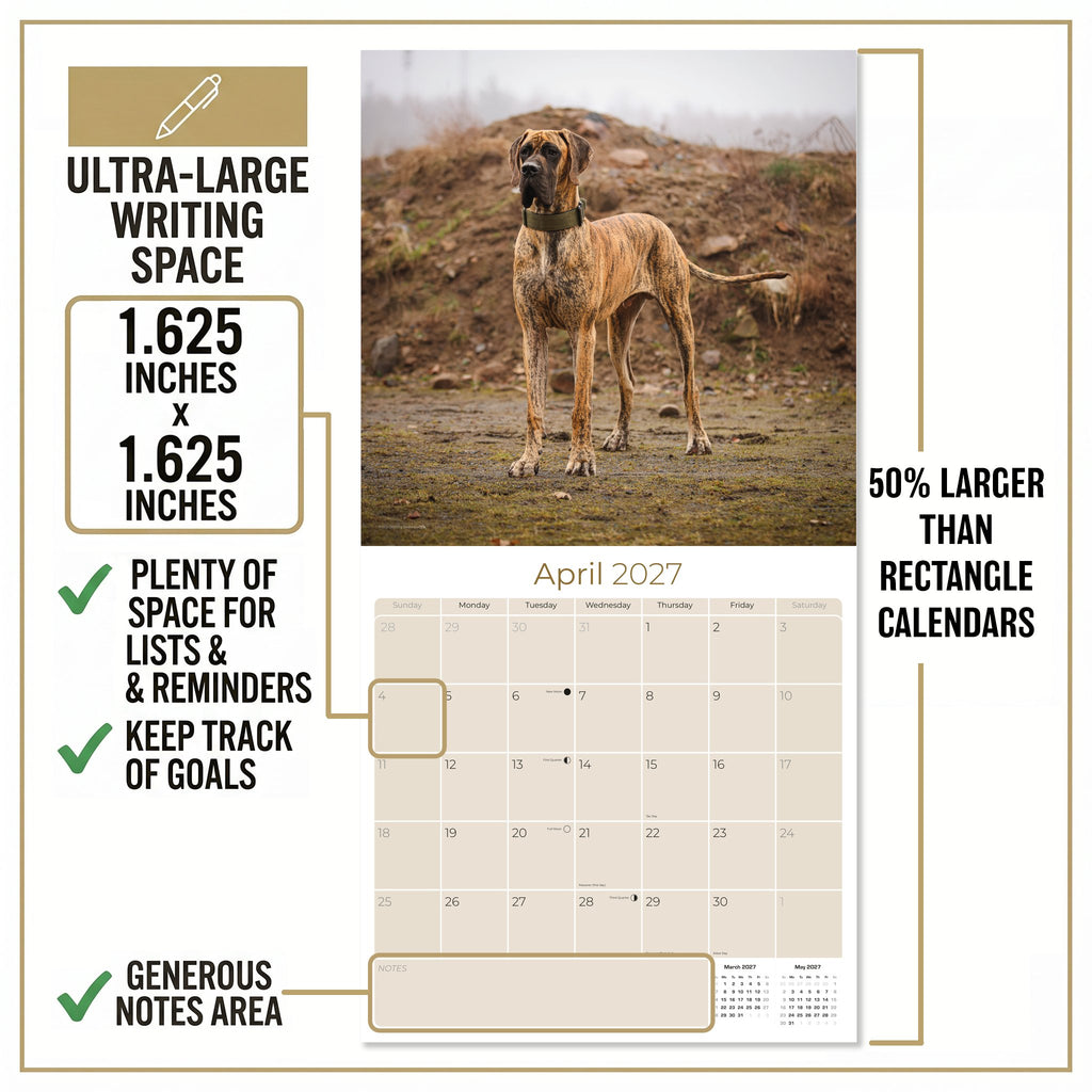 Great Dane Wall Calendar 2027 - 12" x 12" Monthly Noble Apollo of Dogs & Giant Dane Breed Calendar