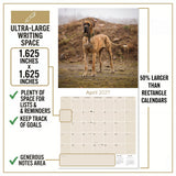 Great Dane Wall Calendar 2027 - 12" x 12" Monthly Noble Apollo of Dogs & Giant Dane Breed Calendar