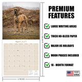 Great Dane Wall Calendar 2027 - 12" x 12" Monthly Noble Apollo of Dogs & Giant Dane Breed Calendar