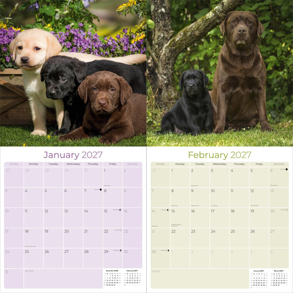 Labrador Retriever Mixed Wall Calendar 2027 - 12" x 12" Monthly Loyal Lab Crossbreeds & Mixed Heritage Mutts Calendar