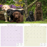 Labrador Retriever Mixed Wall Calendar 2027 - 12" x 12" Monthly Loyal Lab Crossbreeds & Mixed Heritage Mutts Calendar