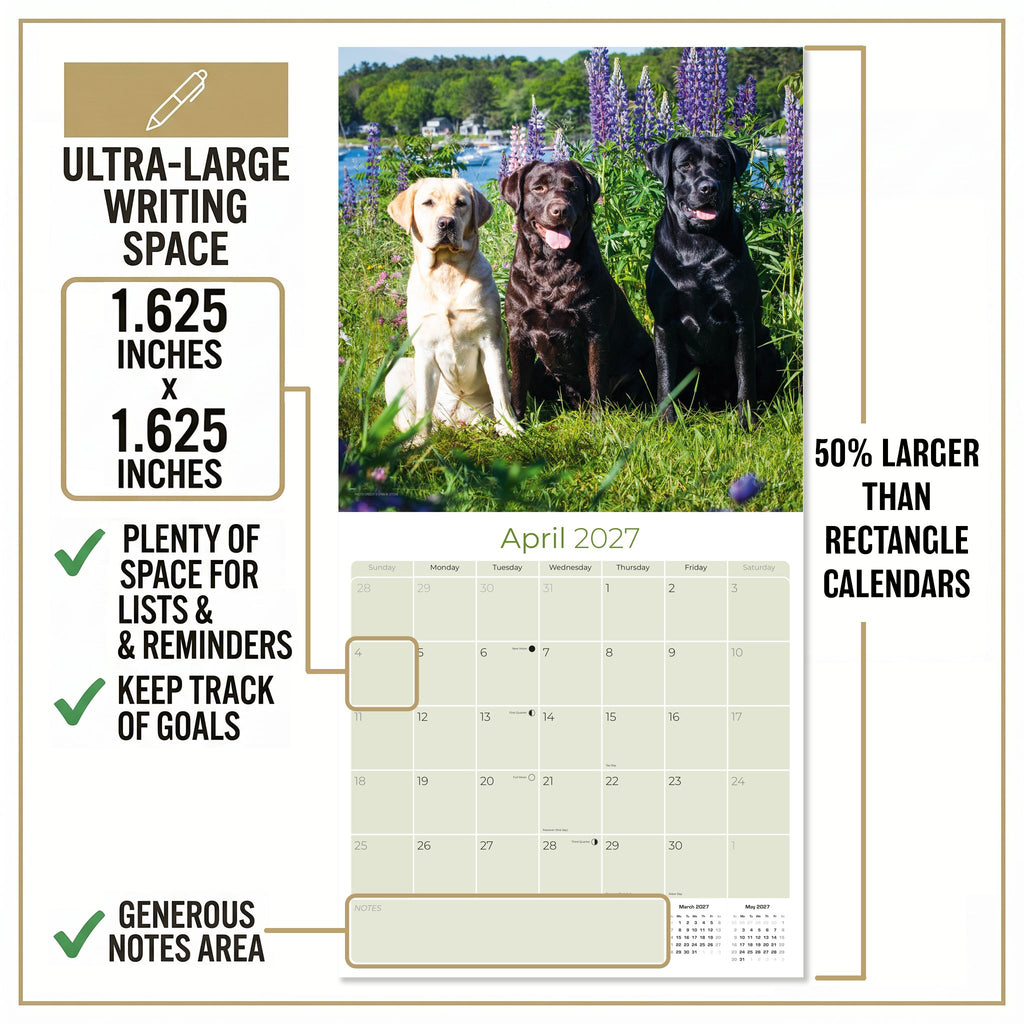 Labrador Retriever Mixed Wall Calendar 2027 - 12" x 12" Monthly Loyal Lab Crossbreeds & Mixed Heritage Mutts Calendar