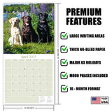 Labrador Retriever Mixed Wall Calendar 2027 - 12" x 12" Monthly Loyal Lab Crossbreeds & Mixed Heritage Mutts Calendar