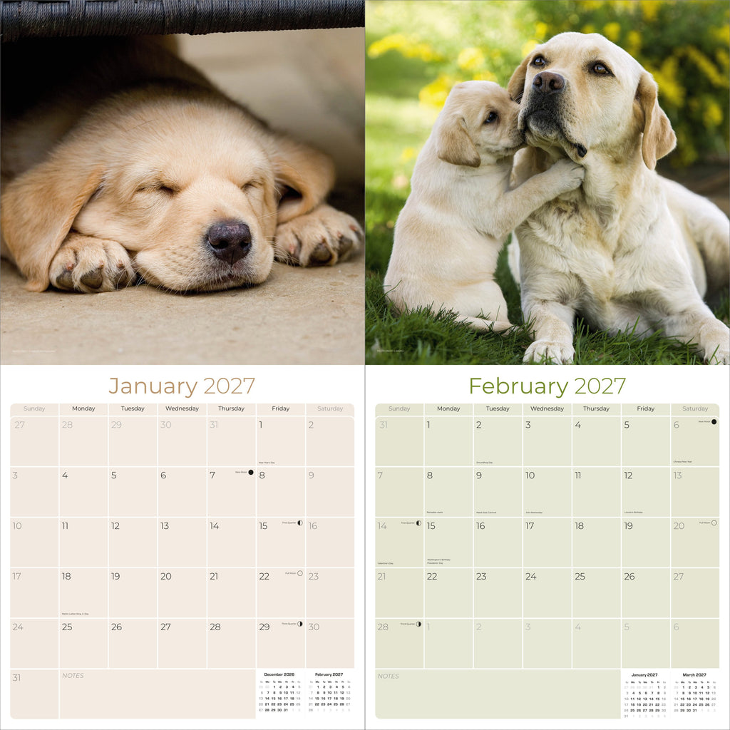 Yellow Labrador Retriever Wall Calendar 2027 - 12" x 12" Monthly Friendly & Devoted Yellow Lab Sporting Breed Calendar
