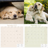 Yellow Labrador Retriever Wall Calendar 2027 - 12" x 12" Monthly Friendly & Devoted Yellow Lab Sporting Breed Calendar