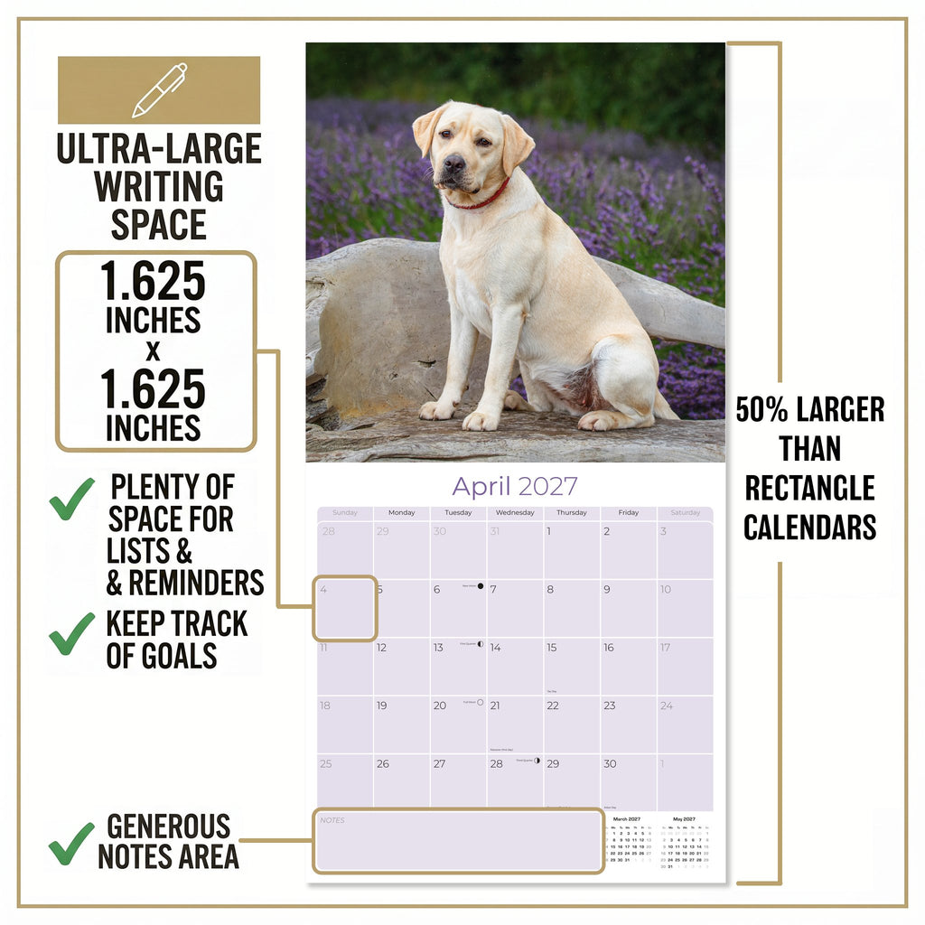 Yellow Labrador Retriever Wall Calendar 2027 - 12" x 12" Monthly Friendly & Devoted Yellow Lab Sporting Breed Calendar