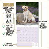 Yellow Labrador Retriever Wall Calendar 2027 - 12" x 12" Monthly Friendly & Devoted Yellow Lab Sporting Breed Calendar