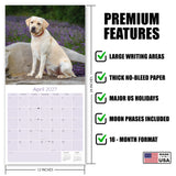 Yellow Labrador Retriever Wall Calendar 2027 - 12" x 12" Monthly Friendly & Devoted Yellow Lab Sporting Breed Calendar