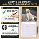 Yellow Labrador Retriever Wall Calendar 2027 - 12" x 12" Monthly Friendly & Devoted Yellow Lab Sporting Breed Calendar