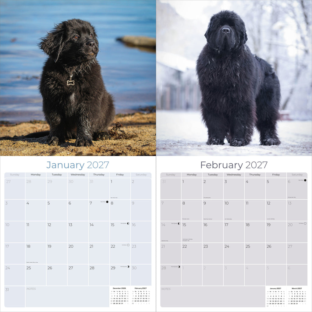 Newfoundland Wall Calendar 2027 - 12" x 12" Monthly Loyal Life-Saving & Plush Newfie Giant Calendar
